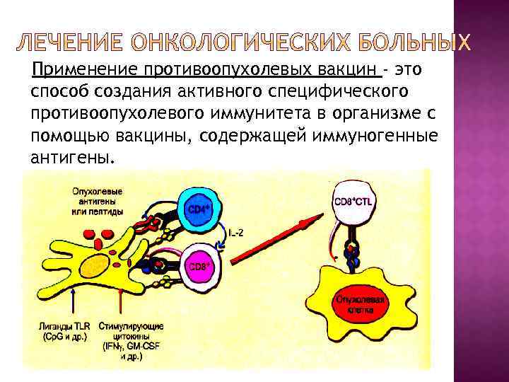 Применение противоопухолевых вакцин - это способ создания активного специфического противоопухолевого иммунитета в организме с