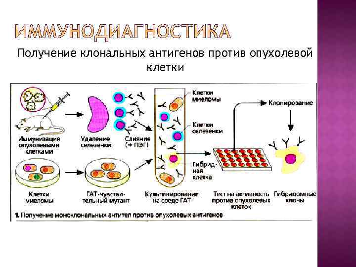 Получение клональных антигенов против опухолевой клетки 