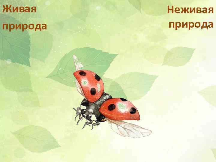 Живая природа Неживая природа 