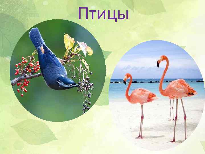 Птицы 