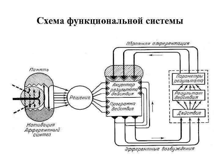 Схема функциональной системы 