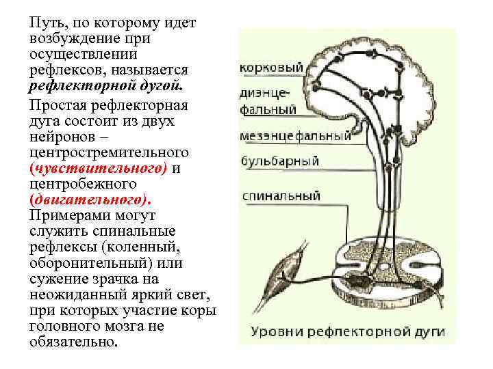 Путь, по которому идет возбуждение при осуществлении рефлексов, называется рефлекторной дугой. Простая рефлекторная дуга