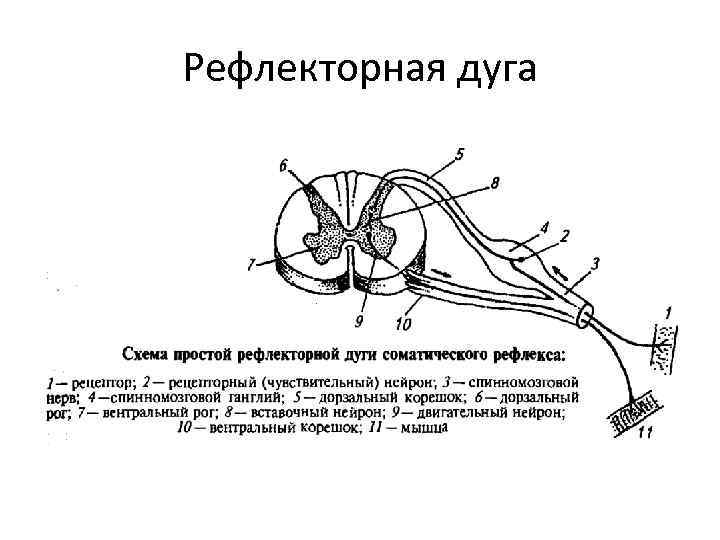 Рефлекторная дуга 