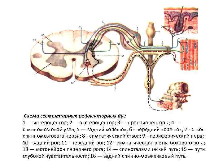  Схема сегментарных рефлекторных дуг 1 — интероцептор; 2 — экстероцептор; 3 — проприоцепторы;