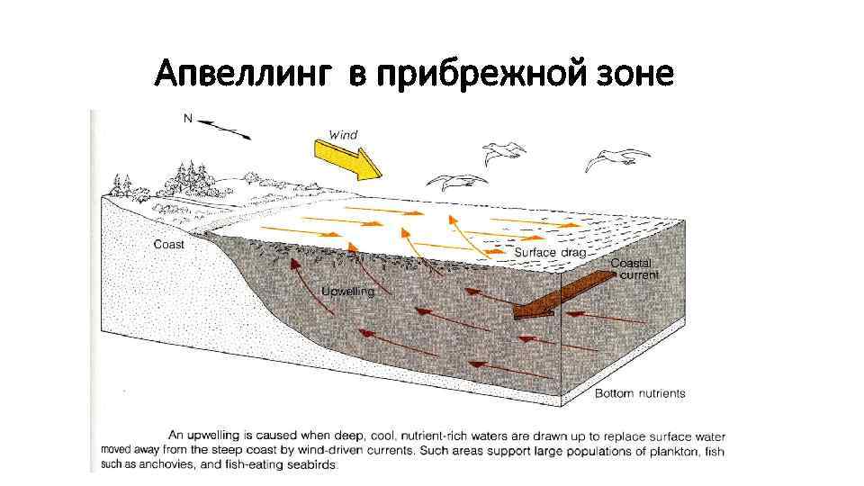 Ресурсы прибрежных зон. Прибрежный апвеллинг. Районы апвеллинга. Зоны апвеллинга. Зоны апвеллинга в мировом океане.