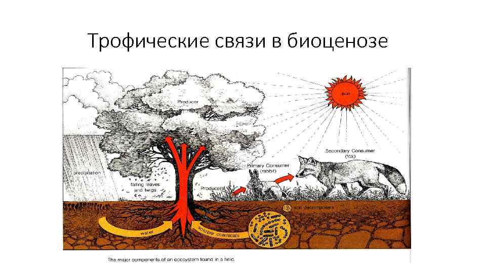 Основные поставщики энергии в биоценозе