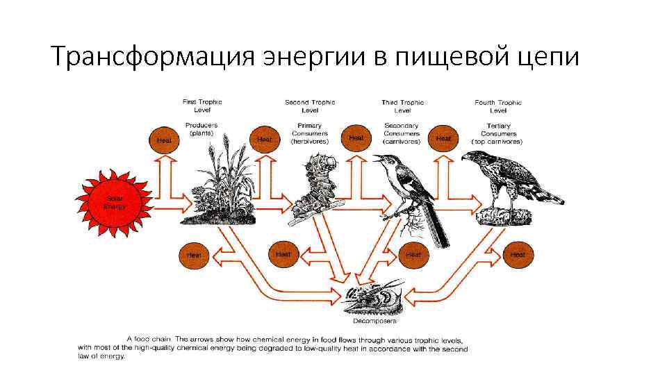 Схему передачи энергии в пищевых цепях