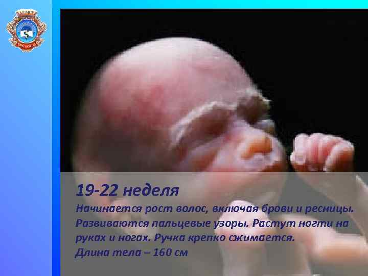 19 -22 неделя Начинается рост волос, включая брови и ресницы. Развиваются пальцевые узоры. Растут