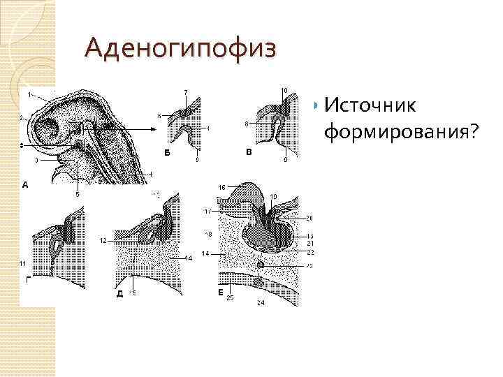 Аденогипофиз Источник формирования? 