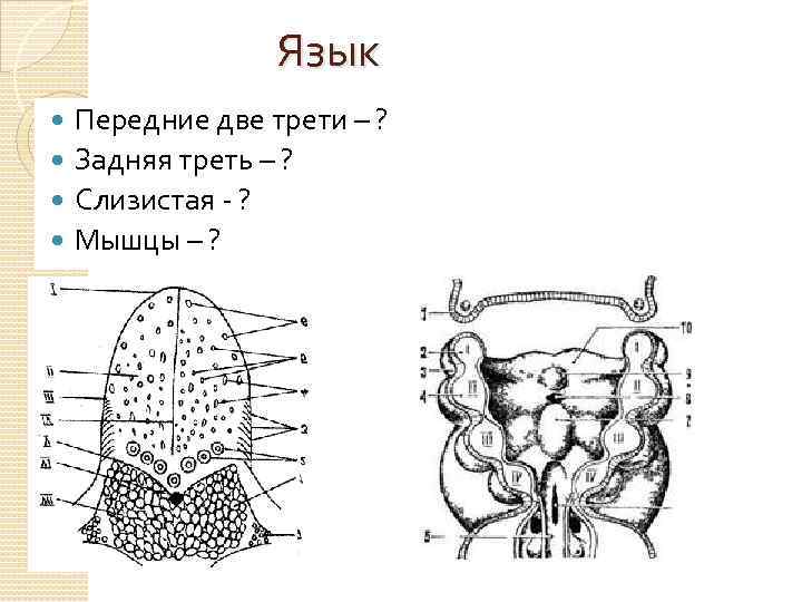 Язык Передние две трети – ? Задняя треть – ? Слизистая - ? Мышцы