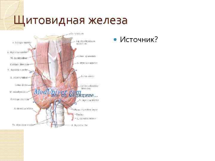 Щитовидная железа Источник? 