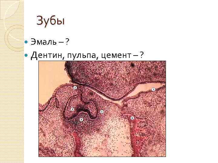 Зубы Эмаль – ? Дентин, пульпа, цемент – ? 