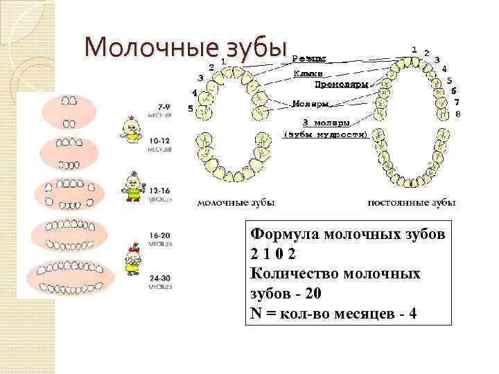 Молочные зубы Формула молочных зубов 2102 Количество молочных зубов - 20 N = кол-во