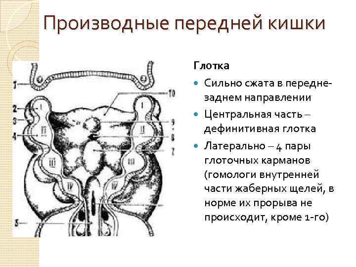 Производные передней кишки Глотка Сильно сжата в переднезаднем направлении Центральная часть – дефинитивная глотка