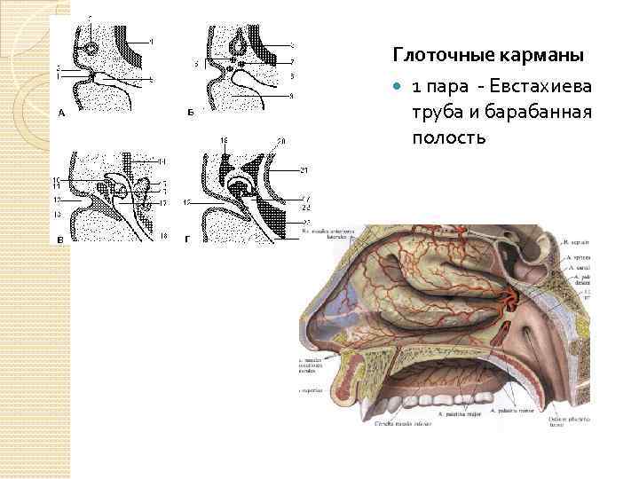 Глоточные карманы 1 пара - Евстахиева труба и барабанная полость 