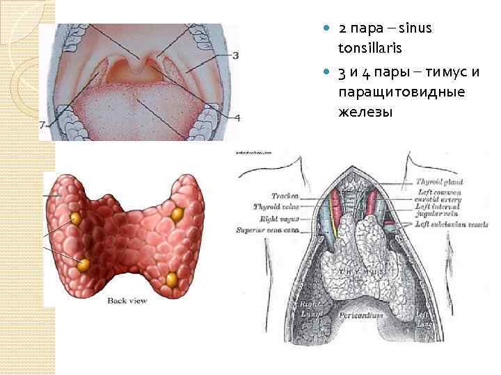 2 пара – sinus tonsillaris 3 и 4 пары – тимус и паращитовидные железы