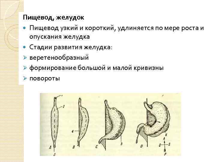 Пищевод, желудок Пищевод узкий и короткий, удлиняется по мере роста и опускания желудка Стадии