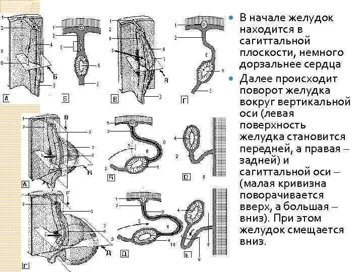 В начале желудок находится в сагиттальной плоскости, немного дорзальнее сердца Далее происходит поворот желудка