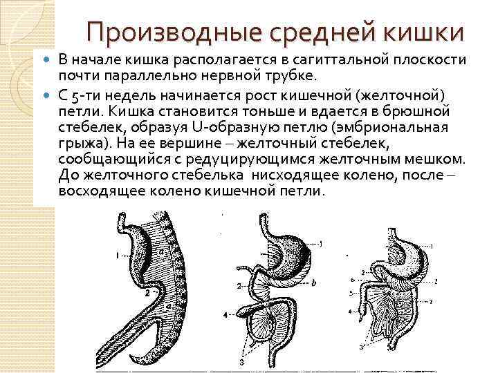 Средняя кишка презентация