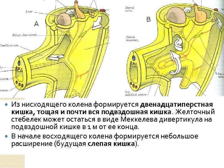Из нисходящего колена формируется двенадцатиперстная кишка, тощая и почти вся подвздошная кишка. Желточный стебелек