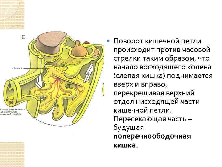  Поворот кишечной петли происходит против часовой стрелки таким образом, что начало восходящего колена