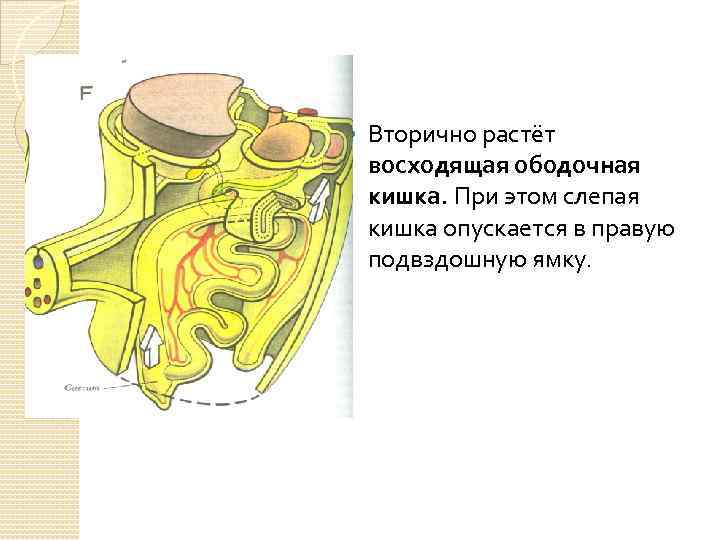  Вторично растёт восходящая ободочная кишка. При этом слепая кишка опускается в правую подвздошную