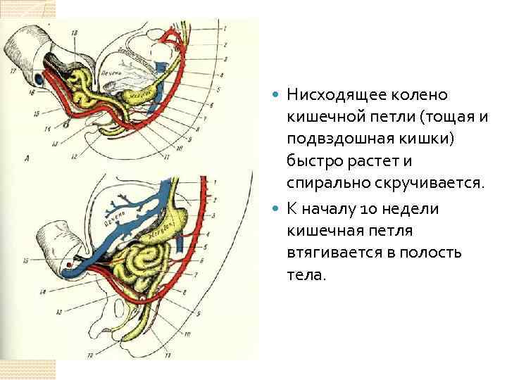 Нисходящее колено кишечной петли (тощая и подвздошная кишки) быстро растет и спирально скручивается. К