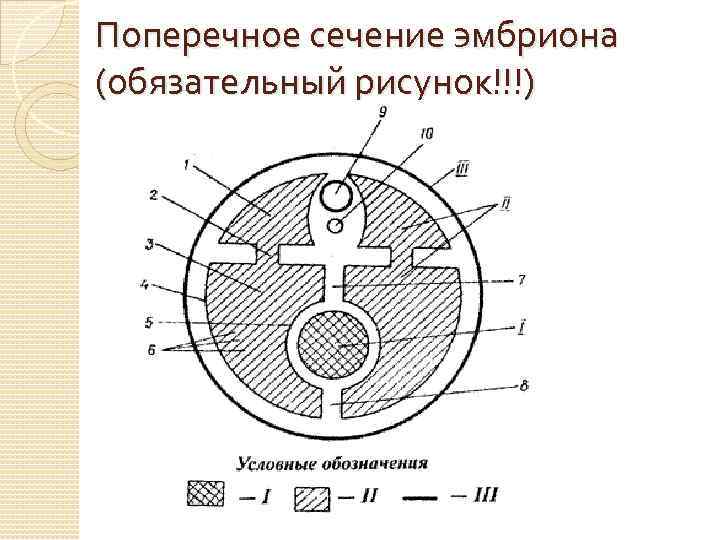 Поперечное сечение эмбриона (обязательный рисунок!!!) 