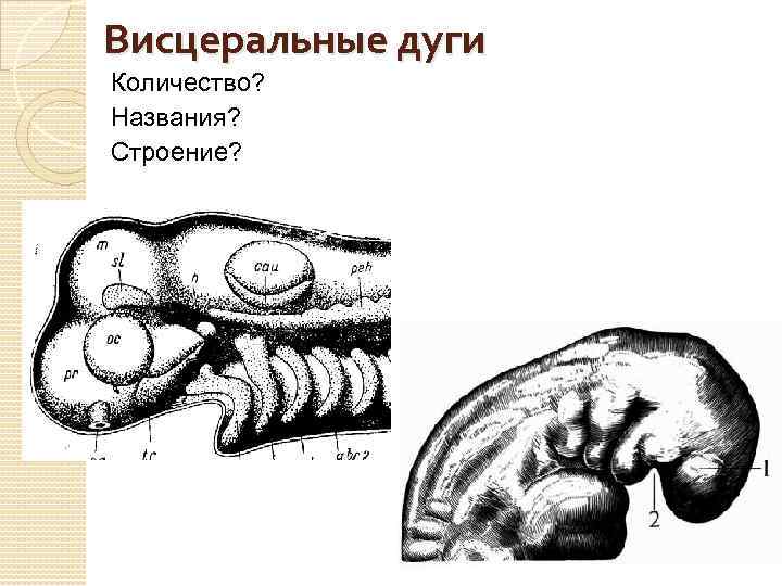 Висцеральные дуги Количество? Названия? Строение? 