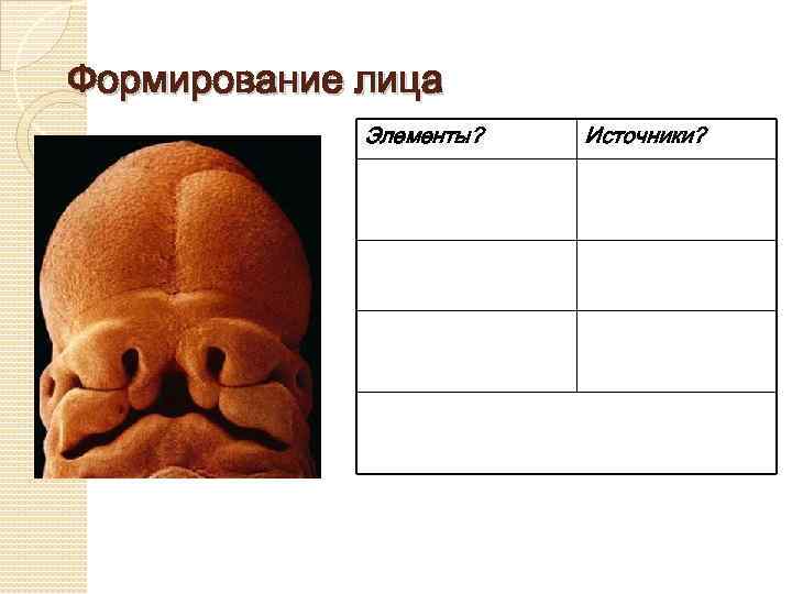 Формирование лица Элементы? Источники? 