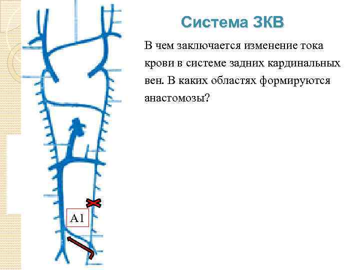 Система ЗКВ В чем заключается изменение тока крови в системе задних кардинальных вен. В