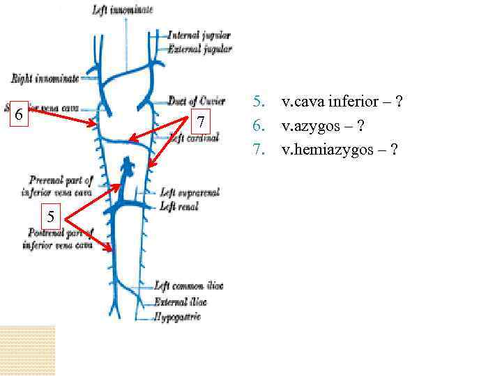 6 7 5 5. v. cava inferior – ? 6. v. azygos – ?