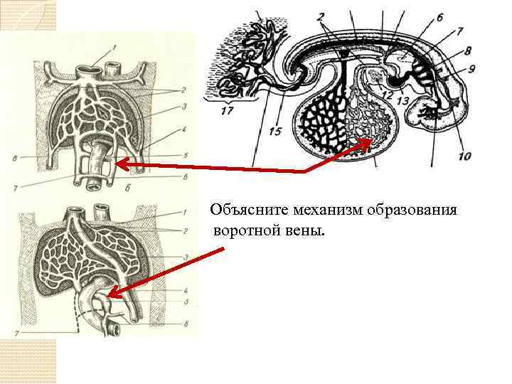 Объясните механизм образования воротной вены. 