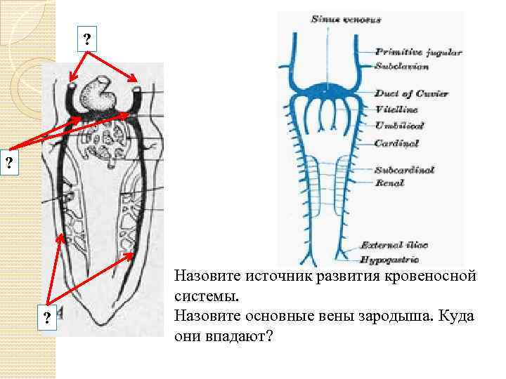 ? ? ? Назовите источник развития кровеносной системы. Назовите основные вены зародыша. Куда они