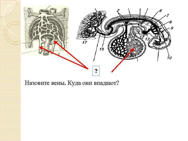 ? Назовите вены. Куда они впадают? 