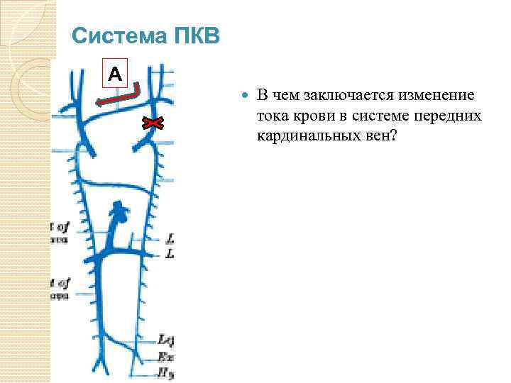 Система ПКВ А В чем заключается изменение тока крови в системе передних кардинальных вен?