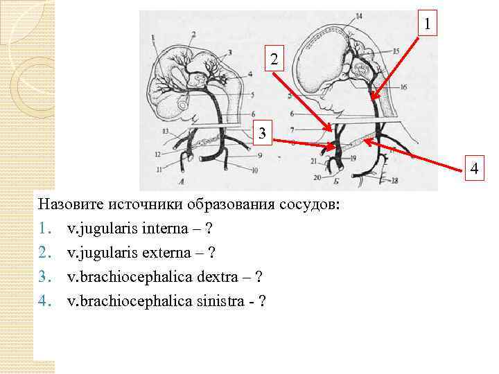 1 2 3 4 Назовите источники образования сосудов: 1. v. jugularis interna – ?