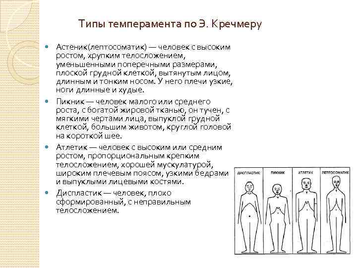 Типы темперамента по Э. Кречмеру Астеник(лептосоматик) — человек с высоким ростом, хрупким телосложением, уменьшенными