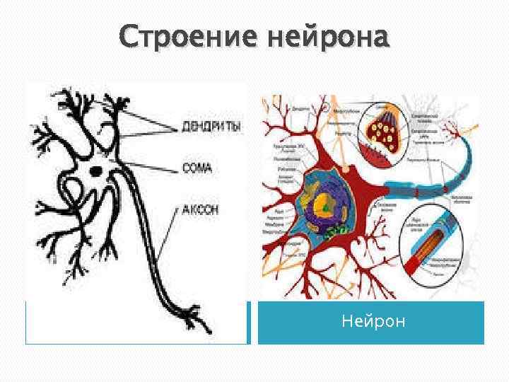 Строение нейрона Нейрон 