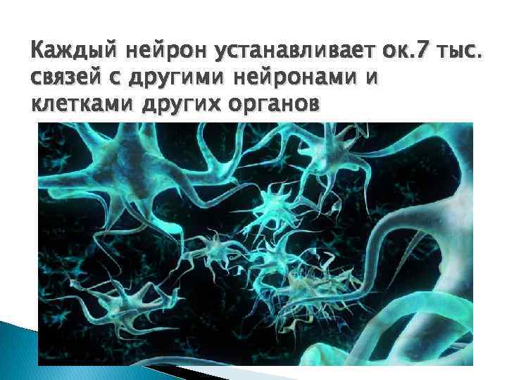 Каждый нейрон устанавливает ок. 7 тыс. связей с другими нейронами и клетками других органов