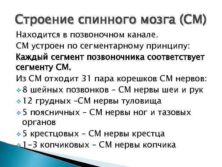 Строение спинного мозга (СМ) Находится в позвоночном канале. СМ устроен по сегментарному принципу: Каждый