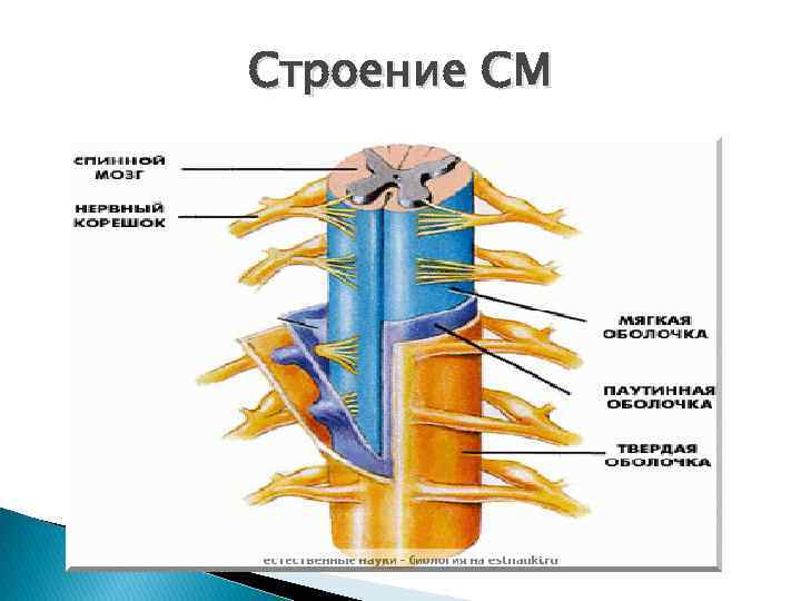 Строение СМ 