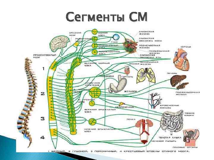 Сегменты СМ 