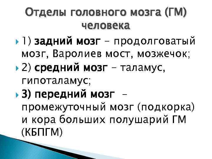 Отделы головного мозга (ГМ) человека 1) задний мозг - продолговатый мозг, Варолиев мост, мозжечок;