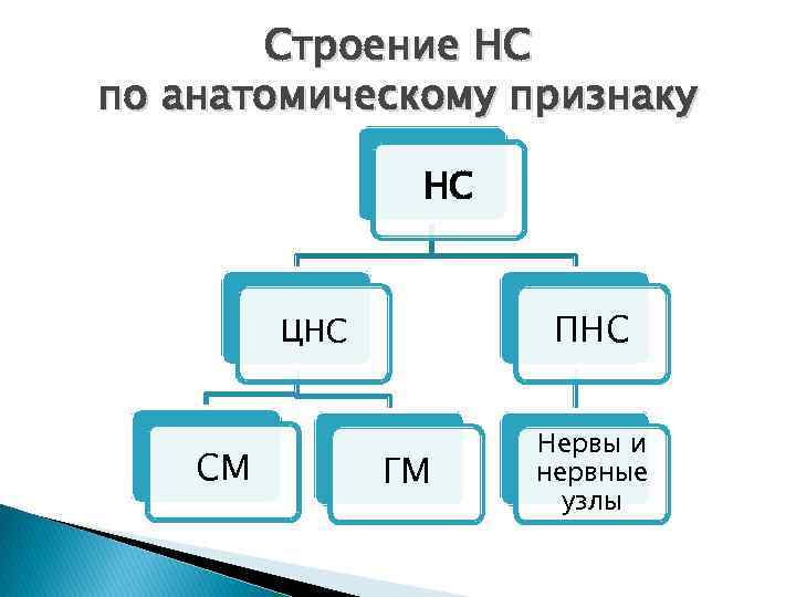 Строение НС по анатомическому признаку НС ПНС ЦНС СМ ГМ Нервы и нервные узлы