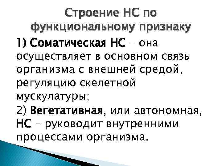 Строение НС по функциональному признаку 1) Соматическая НС – она осуществляет в основном связь