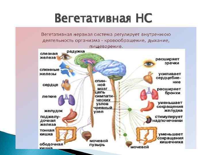 Вегетативная НС 