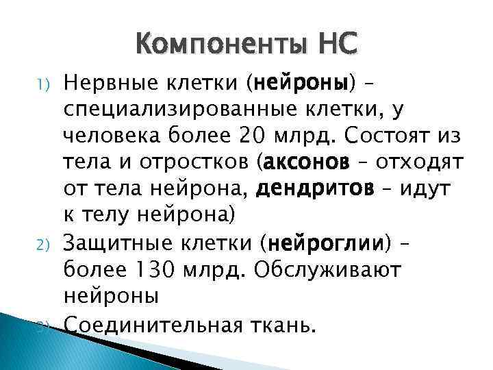 Компоненты НС 1) 2) 3) Нервные клетки (нейроны) – специализированные клетки, у человека более