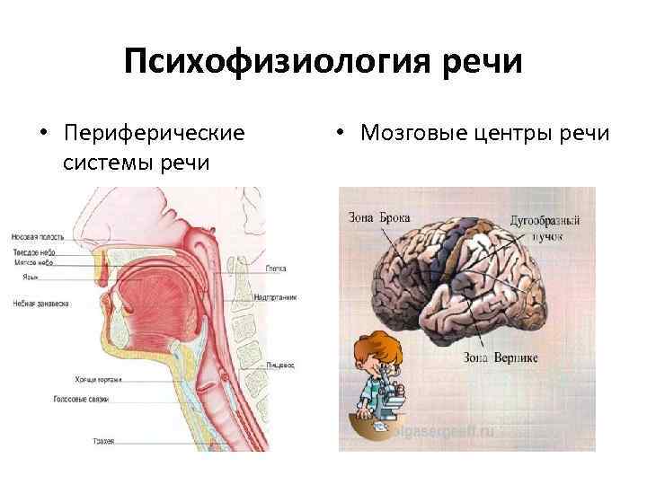 Психофизиология речи презентация