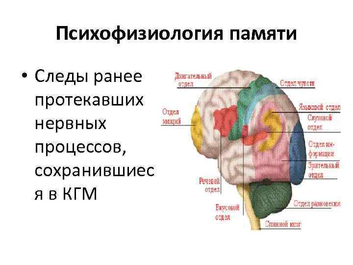 Психофизиология речи презентация